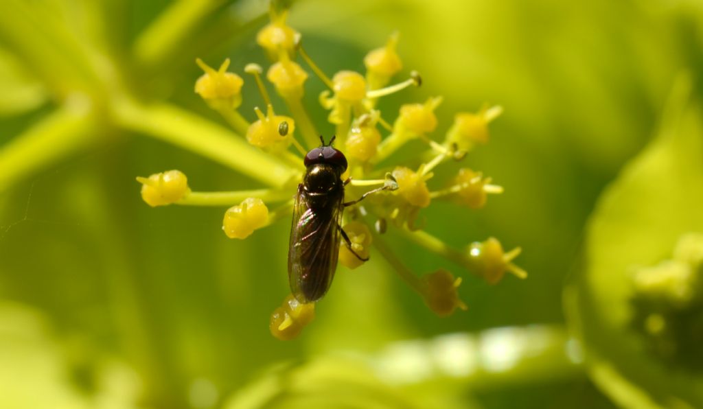 Platycheirus sp. (Syrphidae) maschio